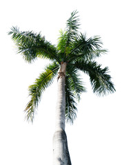 coconut trees on a white background.