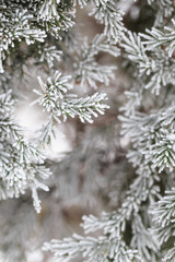 Plants covered with frost in winter