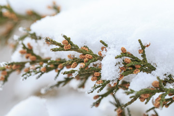 Plants covered with frost in winter