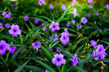 Obraz premium Photo of Bright purple flowers On a green background