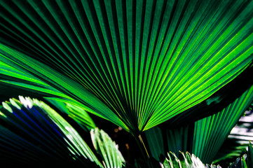 Palm tree leaf with its beautiful pattern