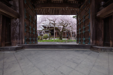 京都府 毘沙門堂 桜