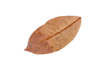 Dry leaf in isolated with clipping path,Brown color leaves in autumn