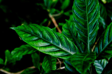 tropical leaves, abstract green leaves texture, nature background