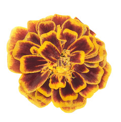 Pressed and dried flower marigold, isolated on white background. For use in scrapbooking, floristry...