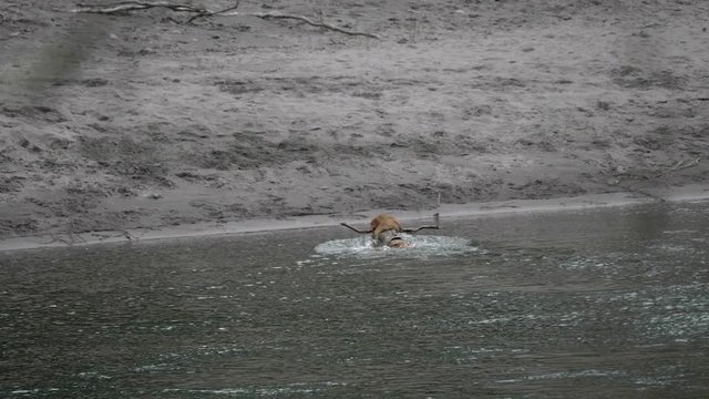 Golden retriever dog playing swimming in river catching stick splashing leaving running away at oxbow park in oregon pacific northwest in slow motion 