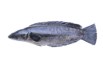 GIANT SNAKE-HEAS FISH, isolated on white background with Clipping path included..