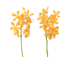 yellow orchid flowers isolated on white background with clipping path