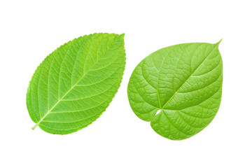 Two green leaf isolated on white background with clipping path.