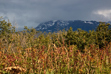 Fototapeta premium Alaska meadows and mountains