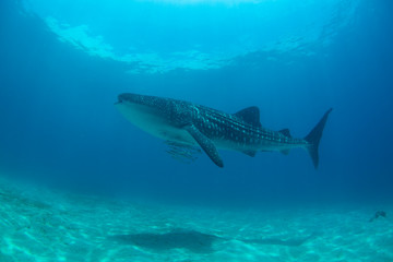 whale shark underwater