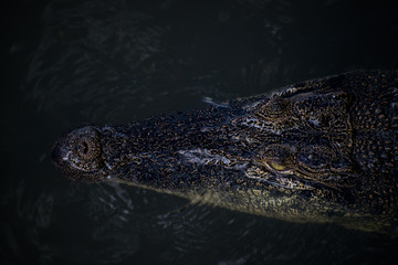 crocodile in the water