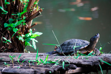 turtle 