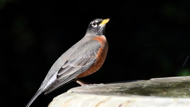 HD video of one American Robin perched on a bird bath, drinking water then flies away. The American robin (Turdus migratorius) is a migratory songbird of the thrush family.