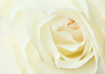 Soft focus of white Rose, flower background for Valentine's day.