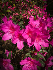 pink flowers in the garden