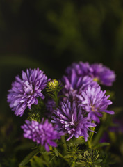 Purple daysies flower in garden ,low key.