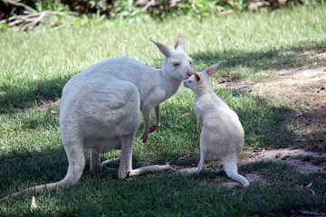 Naklejka na ściany i meble the albino western grey kangaroo is kissing her joey
