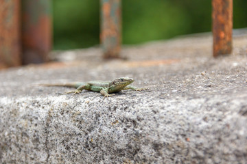FUNCHAL, MADEIRA, PORTUGAL