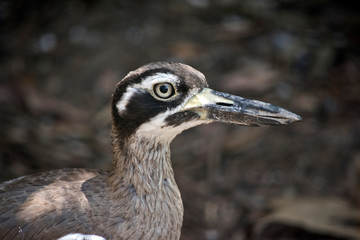this is a close up of a beach stone curlew