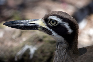 this is a close up of a beach stone curlew