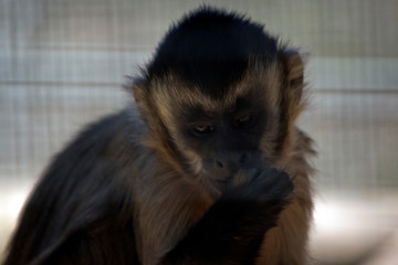 this is a close up of a black capped cupuchin