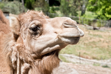 this is a close up of a camel