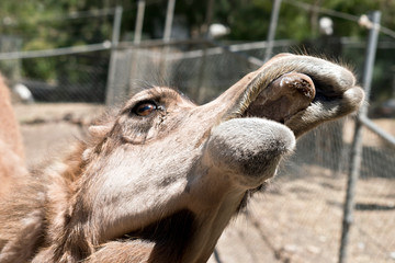 this is a close up of a camel with its mouth open