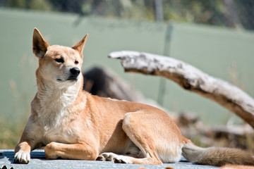 the golden dingo is resting on some fencing iron