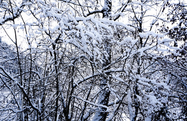 Obraz premium Closeup pine forest valley dreamscape Hallstatt winter snow mountain