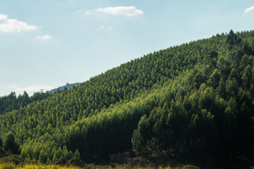 Floresta na montanha