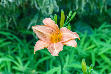 Obraz premium MADEIRA ISLAND, PORTUGAL,