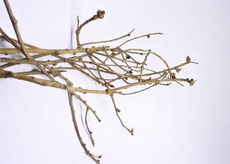 dried tree branches on white background. Part of single old and dead tree on white background. Dead tree isolated on white background.