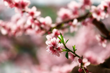 Beautiful peach blossom