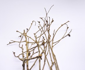 dried tree branches on white background. Part of single old and dead tree on white background. Dead tree isolated on white background.