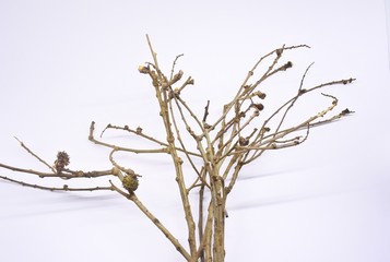 dried tree branches on white background. Part of single old and dead tree on white background. Dead tree isolated on white background.