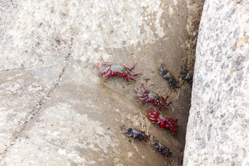 MADEIRA ISLAND, PORTUGAL,
