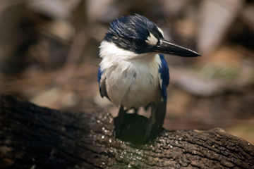 this is a close up of a king fisher