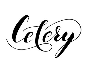 Fototapeta premium Vector hand written celery text isolated on white background. Kitchen healthy herbs and spices for cooking. Script brushpen lettering with flourishes. Handwriting for banner, poster, product label