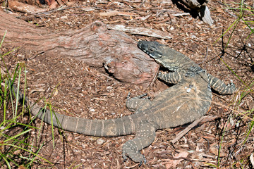 the lace lizard is climbing onto the tree