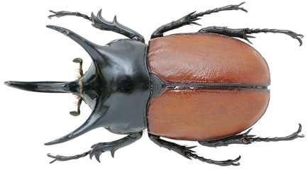 Beckius beccarii (Gestro, 1876)