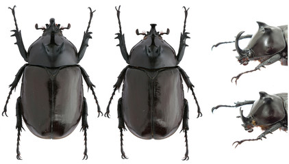 Eupatorus endoi Nagai, 1999