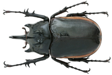 Eupatorus hardwickei Hope, 1831