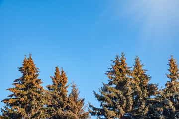 Spruce trees with a lot of cones against a blue sky.