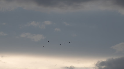 céu prateado com nuvens cinzas e pombas voando em bando