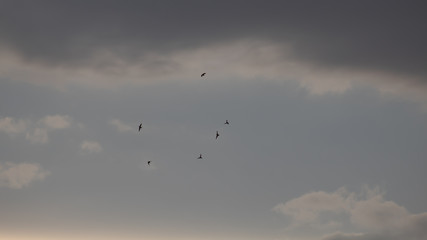 céu prateado com nuvens cinzas e pombas voando em bando