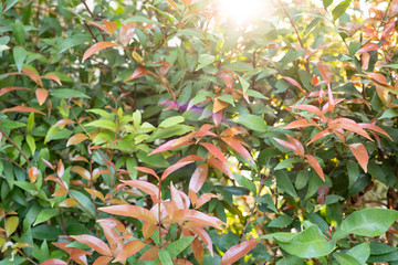 Syzygium australe tree, use for background.