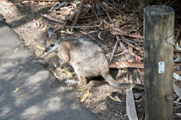 this is a side view of a red necked wallaby