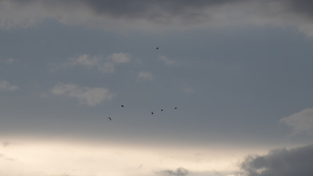 c&eacute;u prateado com nuvens cinzas e pombas voando em bando