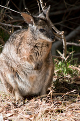Naklejka na ściany i meble the tammar wallaby is standing on its hind legs